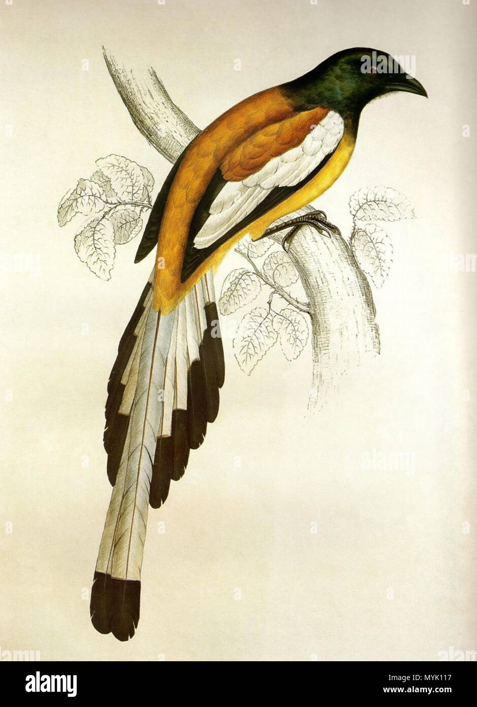 . Rufous Treepie (Indian Treepie) Dendrocitta vagabunda (Latham) . between 1867 and 1872. John Gould & Henry C. Richter 136 DendrocittaVagabundaGould Stock Photo