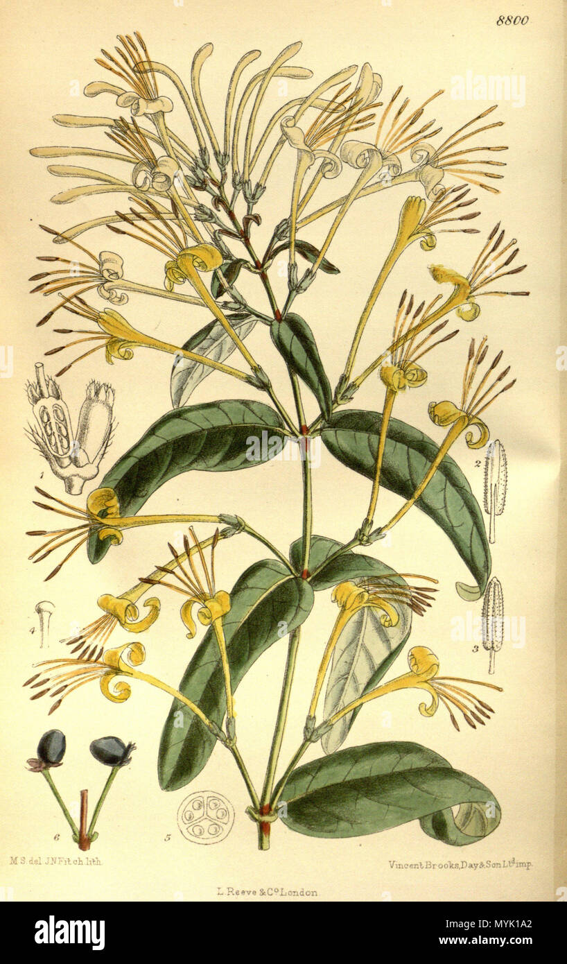 . Lonicera similis var. delavayi (= Lonicera macrantha var. similis), Caprifoliaceae . 1919. M.S. del., J.N.Fitch lith. 327 Lonicera similis delavayi 145-8800 Stock Photo