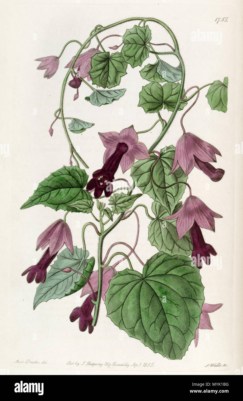 . Lophospermum atrosanguineum . 1836. Botanical Register 328 Lophospermum atrosanguineum (as Rhodochiton volubile) Edwards's 21.1755. 1836 Stock Photo