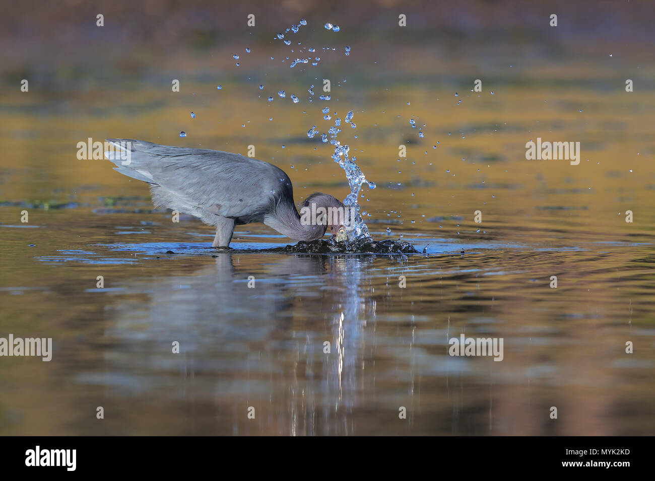 Little blue heron Stock Photo