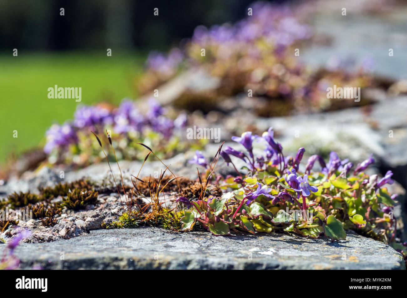 Wild Flowers growing on a stone wall Stock Photo - Alamy