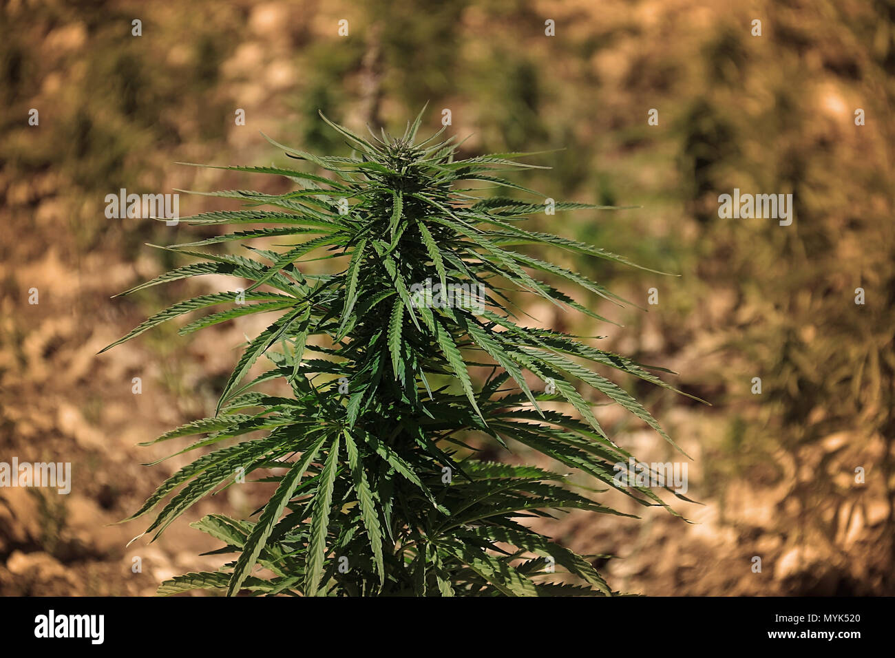 Close-up of a Cannabis Sativa plant growing in a field in Lebanon. Lebanon is one of the top five producers in the world although cannabis is illegal. Stock Photo