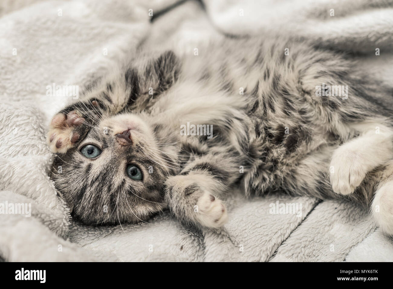 Cute little grey kitten lying on sofa closeup Stock Photo