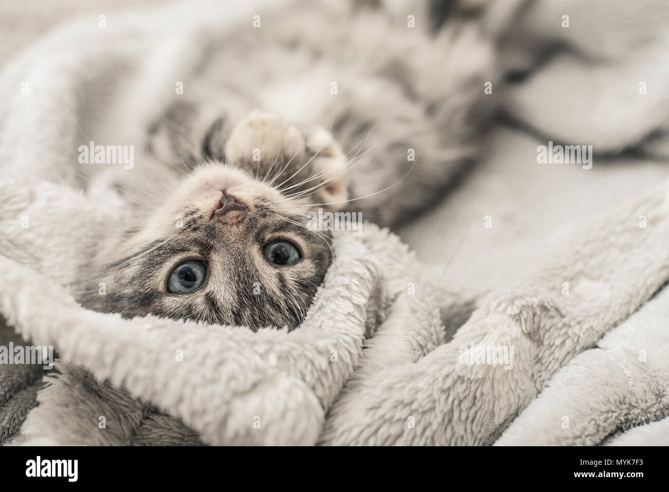 Cute little grey kitten lying on sofa closeup Stock Photo - Alamy