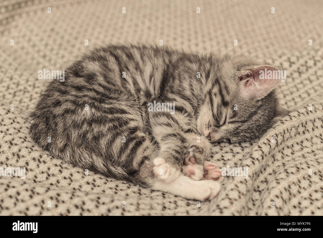 Cute little grey kitten sleeping on sofa closeup Stock Photo - Alamy