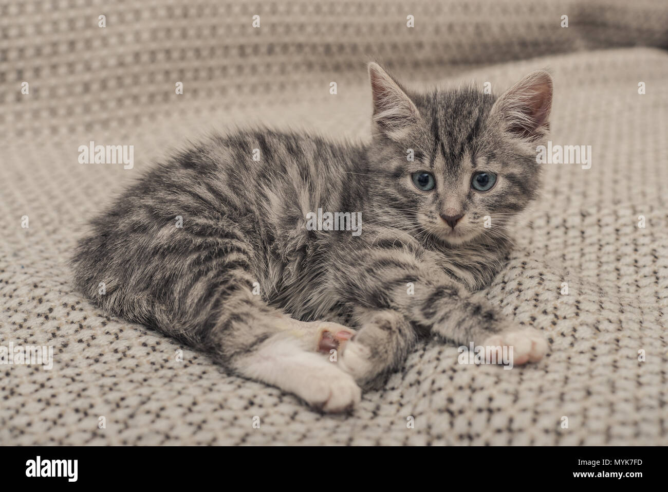 Cute little grey kitten with blue eyes lying on sofa closeup Stock ...