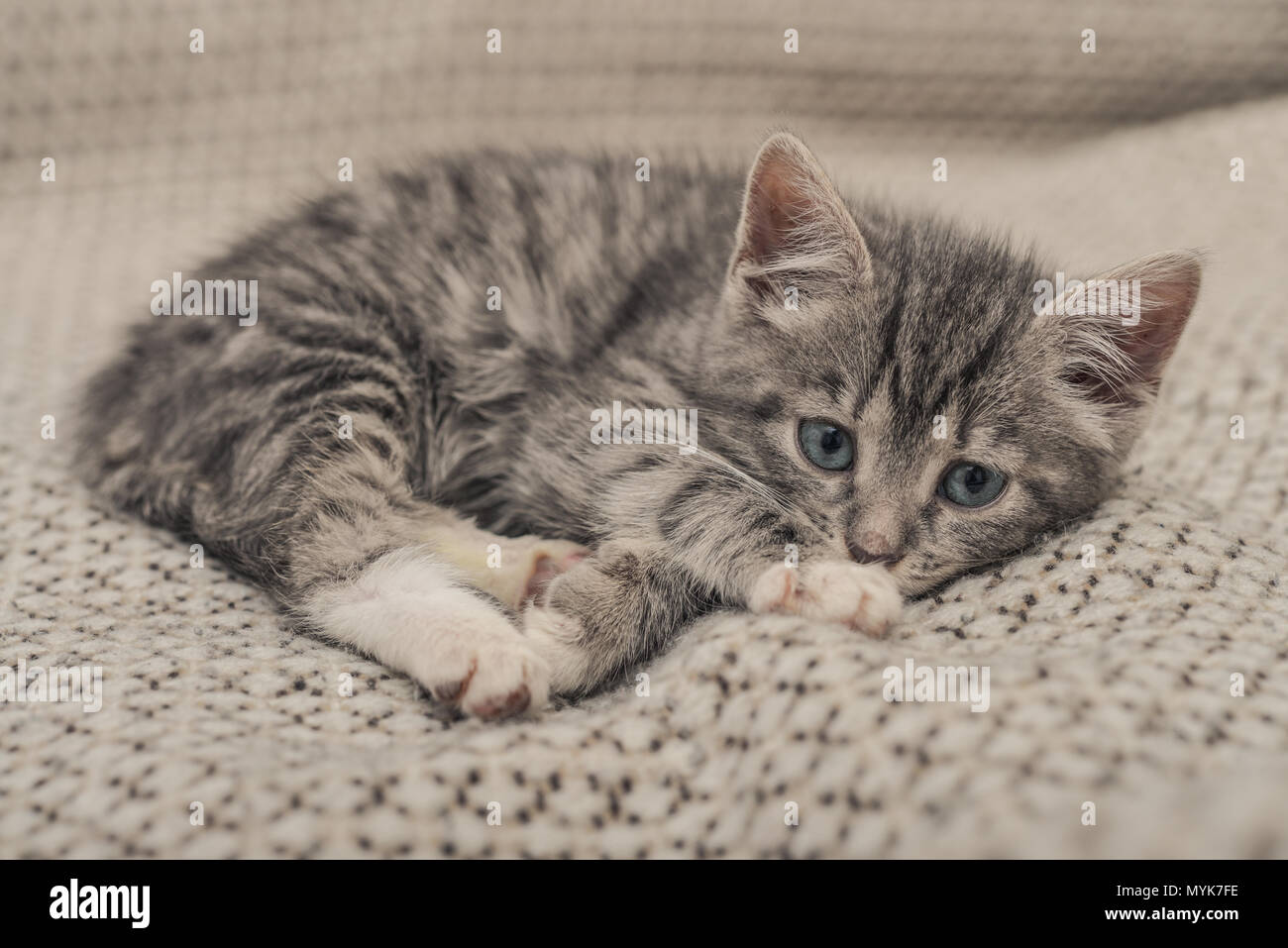 Cute little grey kitten with blue eyes lying on sofa closeup Stock ...