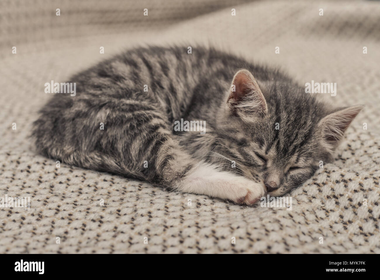 Cute little grey kitten sleeping on sofa closeup Stock Photo - Alamy