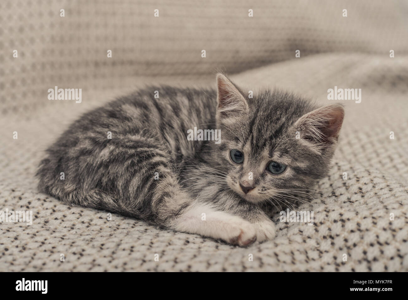 Cute little grey kitten with blue eyes lying on sofa closeup Stock ...