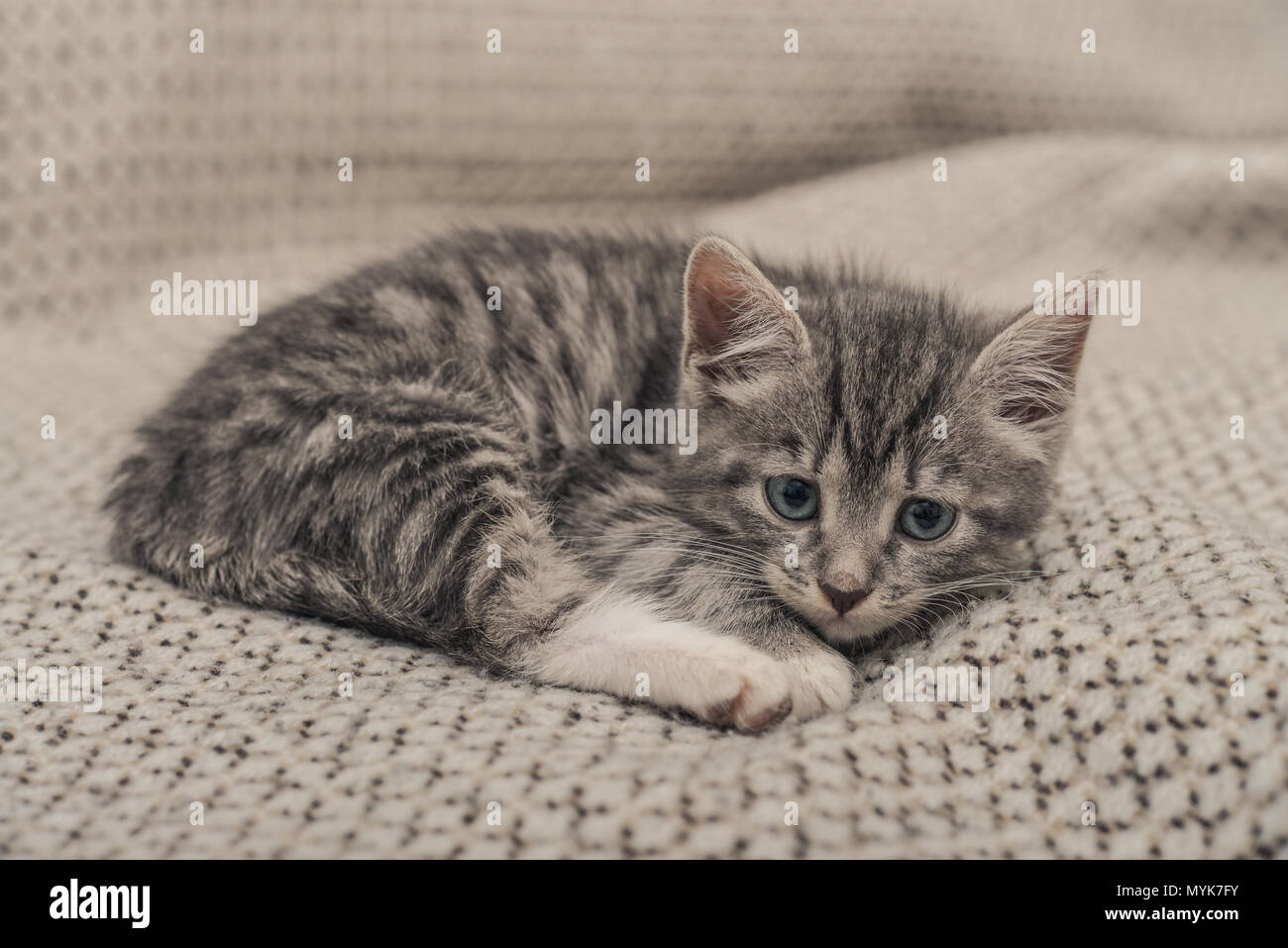 Cute little grey kitten with blue eyes lying on sofa closeup Stock ...