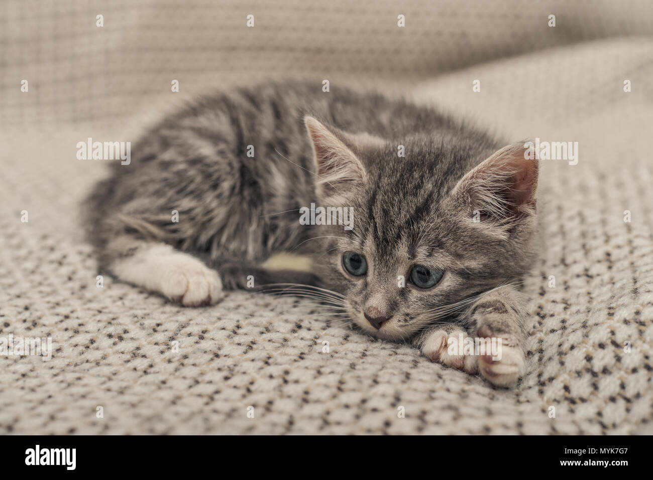 Cute little grey kitten with blue eyes lying on sofa closeup Stock ...