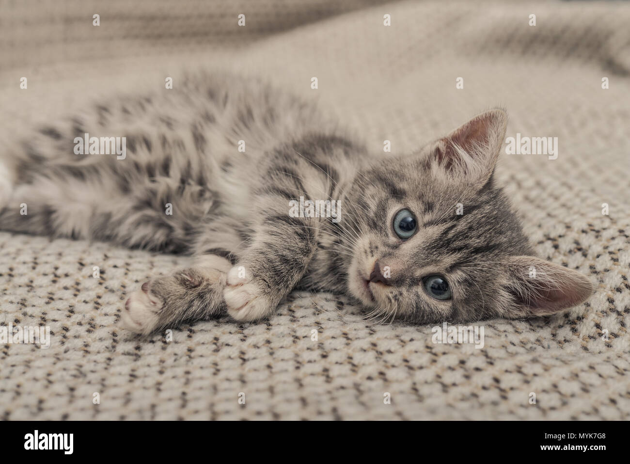 Cute little grey kitten with blue eyes lying on sofa closeup Stock ...