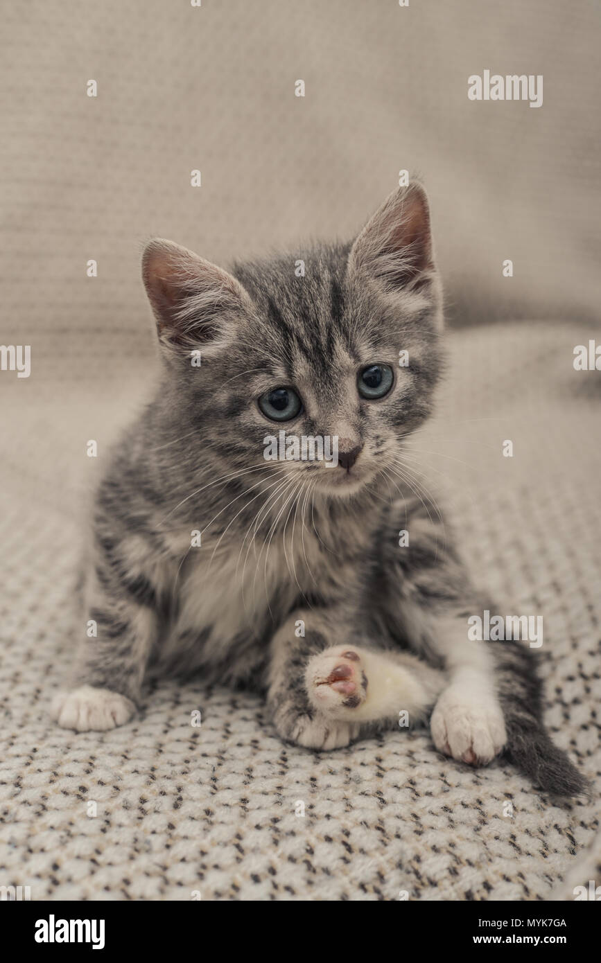 Cute little grey kitten with blue eyes lying on sofa closeup Stock ...