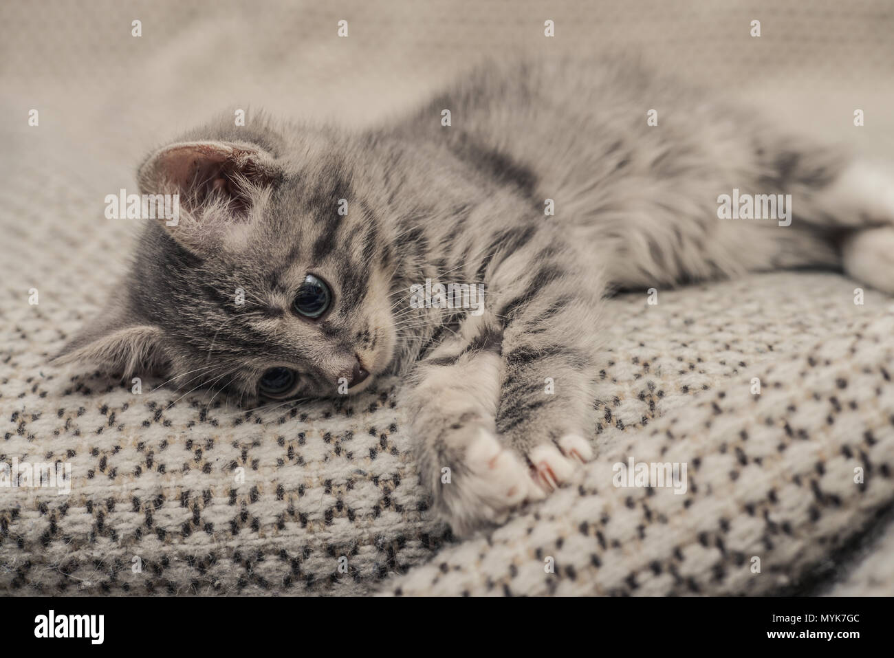 Cute little grey kitten with blue eyes lying on sofa closeup Stock ...