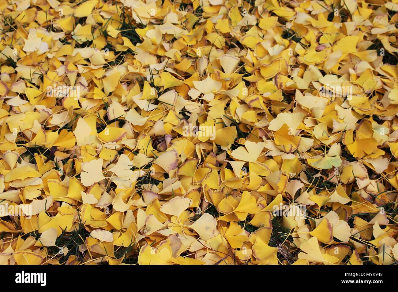 Fallen yellow leaves of Ginko biloba on the ground Stock Photo - Alamy
