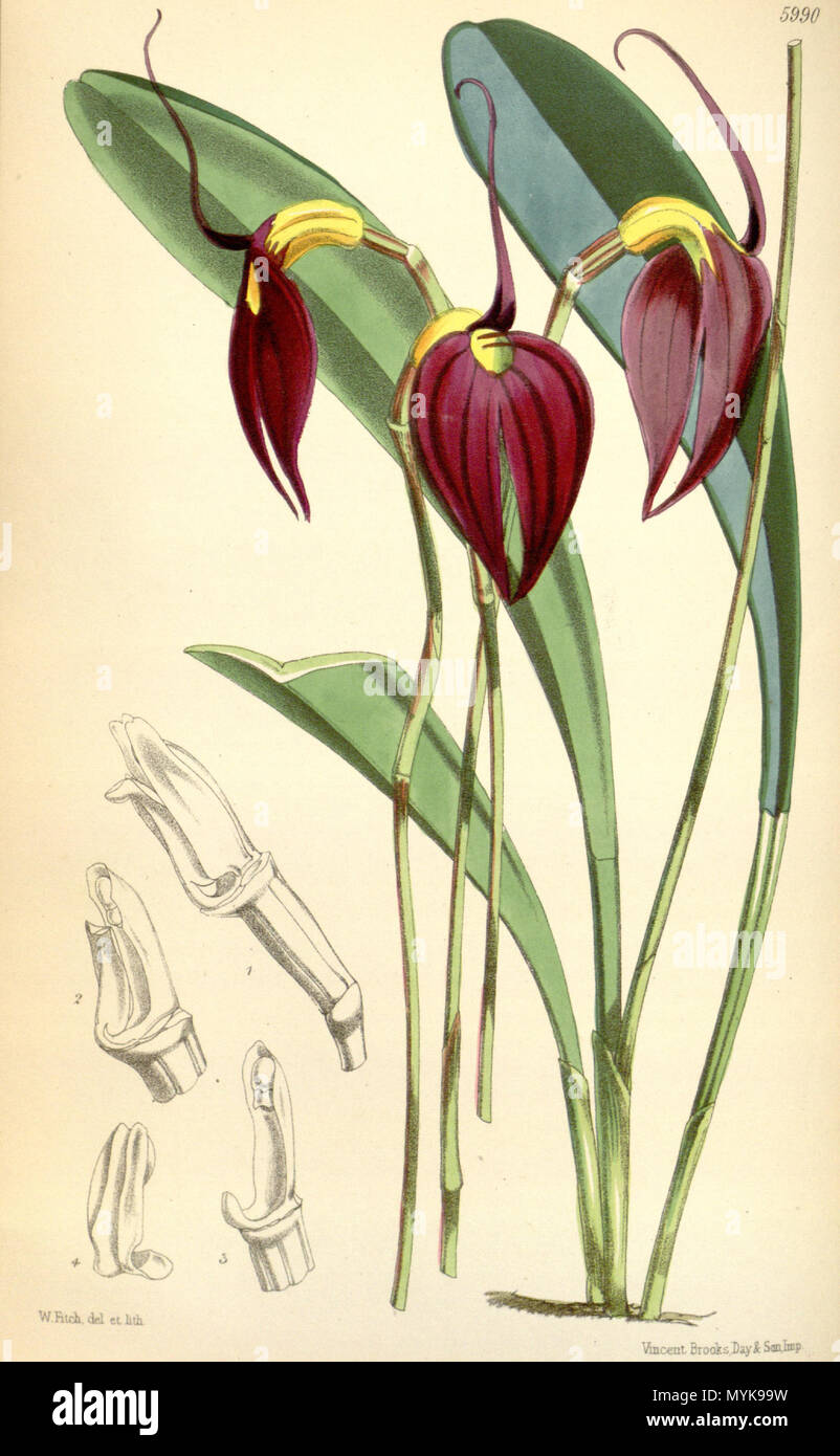 . Illustration of Masdevallia coccinea (as syn. Masdevallia lindenii, spelled by Hooker as Masdevallia lindeni) . 1872. Walter Hood Fitch (1817-1892) del. et lith. Description by Joseph Dalton Hooker (1817—1911) 353 Masdevallia coccinea (as Masdevallia lindenii) - Curtis' 98 (Ser. 3 no. 28) pl. 5990 (1872) Stock Photo