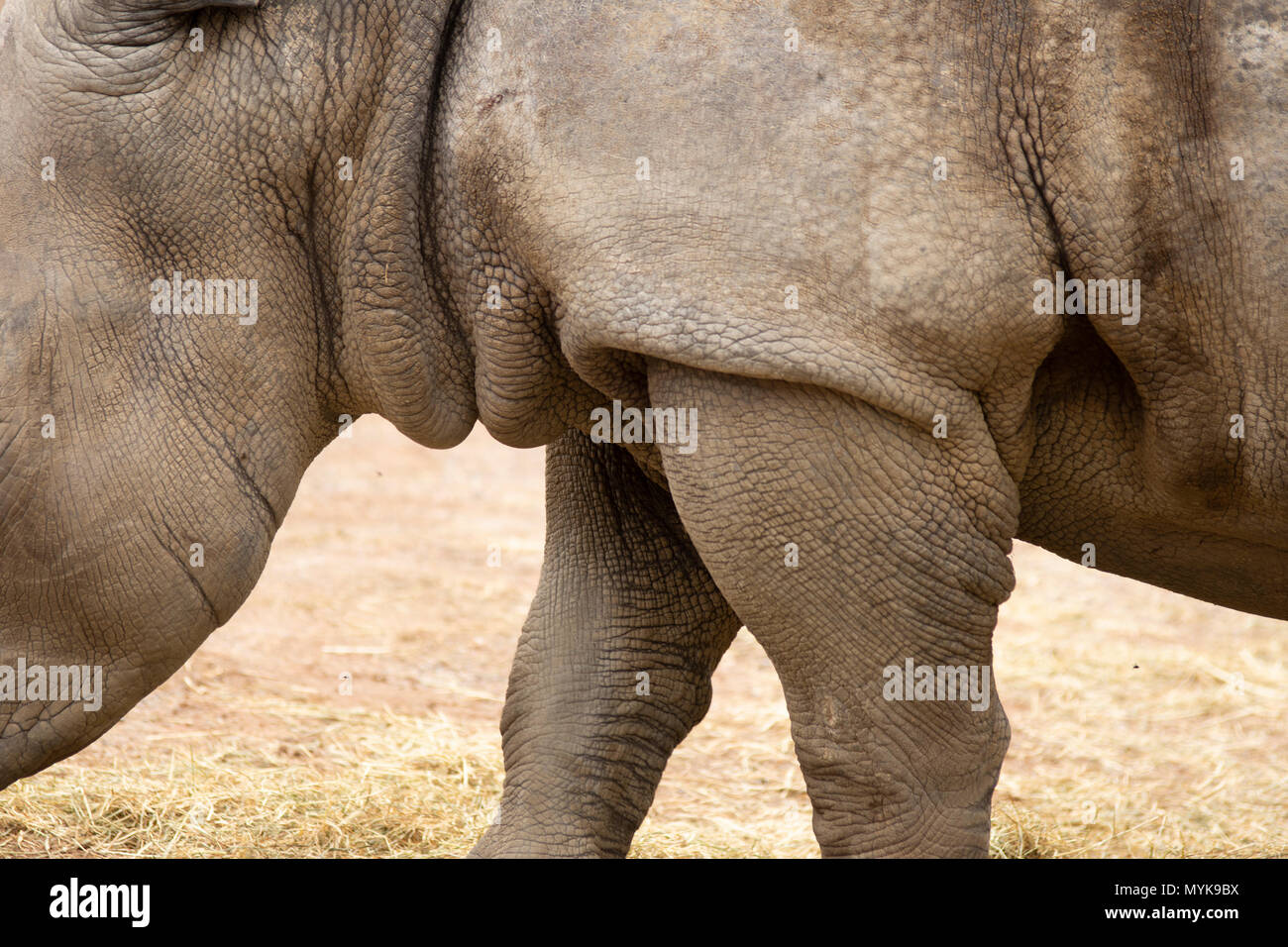 Rhino in Pairi Daiza zoo,Belgium Stock Photo