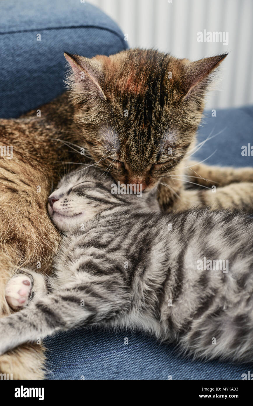 Mum a cat licking the kitten on blue sofa closeup Stock Photo