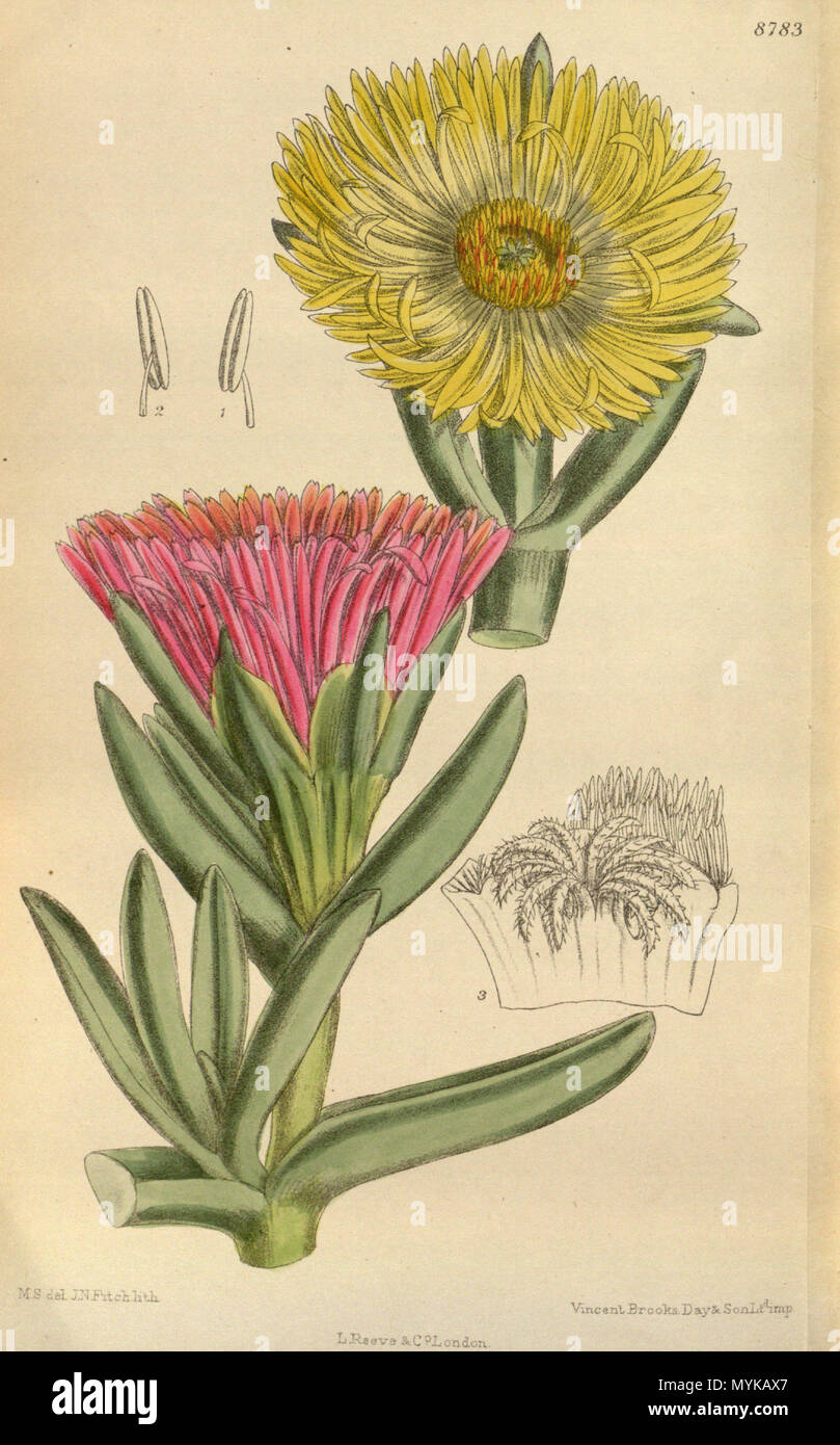 . Mesembryanthemum edule (= Carpobrotus edulis), Aizoaceae . 1918. M.S. del., J.N.Fitch lith. 360 Mesembryanthemum edule 144-8783 Stock Photo