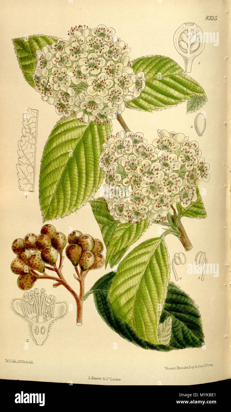 . Micromeles caloneura (= Sorbus caloneura), Rosaceae . 1910. M.S. del., J.N.Fitch lith. 362 Micromeles caloneura 136-8335 Stock Photo
