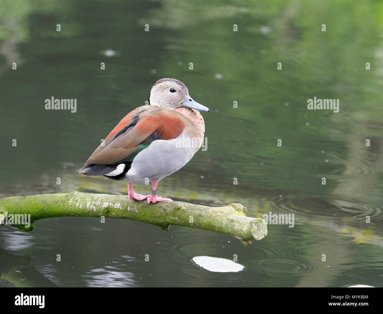Ringed teal, Callonetta leucophrys, single bird on branch by water, captive, June 2018 Stock Photo