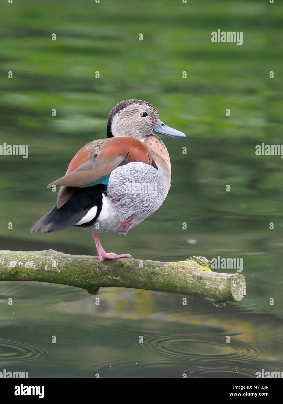 Ringed teal, Callonetta leucophrys, single bird on branch by water, captive, June 2018 Stock Photo