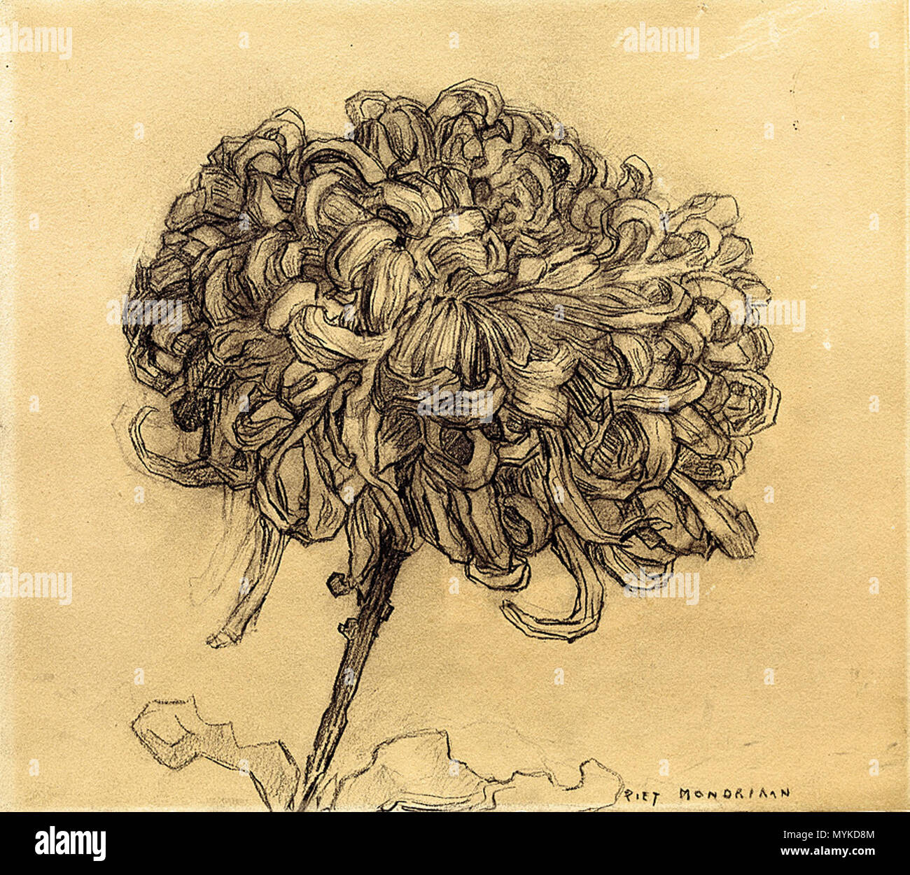 English Chrysanthemum Charcoal On Paper 25 4 28 7 Cm 10 11 2 In New York Solomon R Guggenheim Museum 61 15 Between 1908 And 1909 Piet Mondrian 1872 1944 Alternative Names Piet Mondriaan