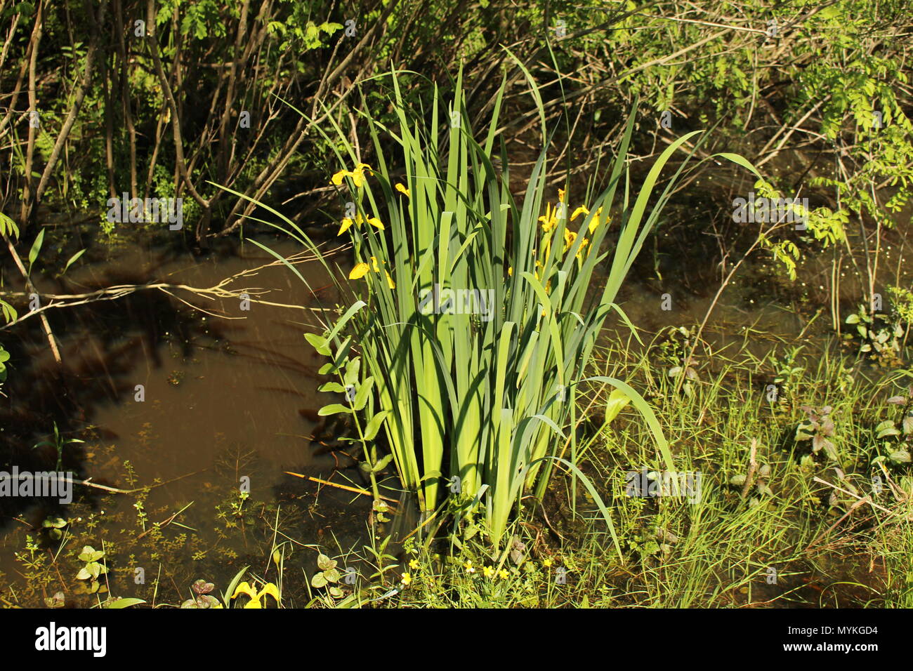 Single plant of wild yellow iris (Iris pseudacorus Stock Photo Alamy