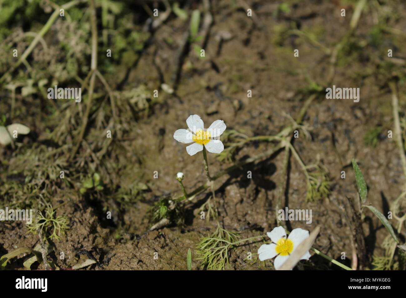 Flowers of Ranunculus aquatilis outside of water on the wet soil Stock Photo