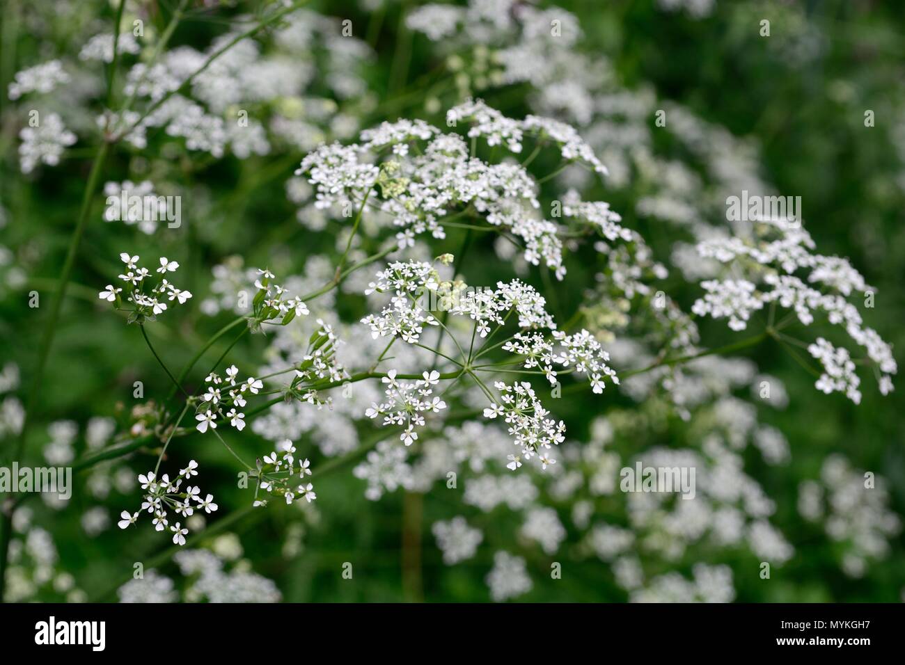 Cow parsley Anthrisus sylvestris delicate white flowers with fern like foliage in spring Stock Photo