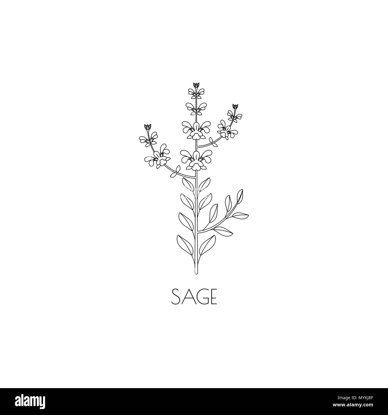 Sage medicinal herb, contour icon isolated on white background Stock Vector