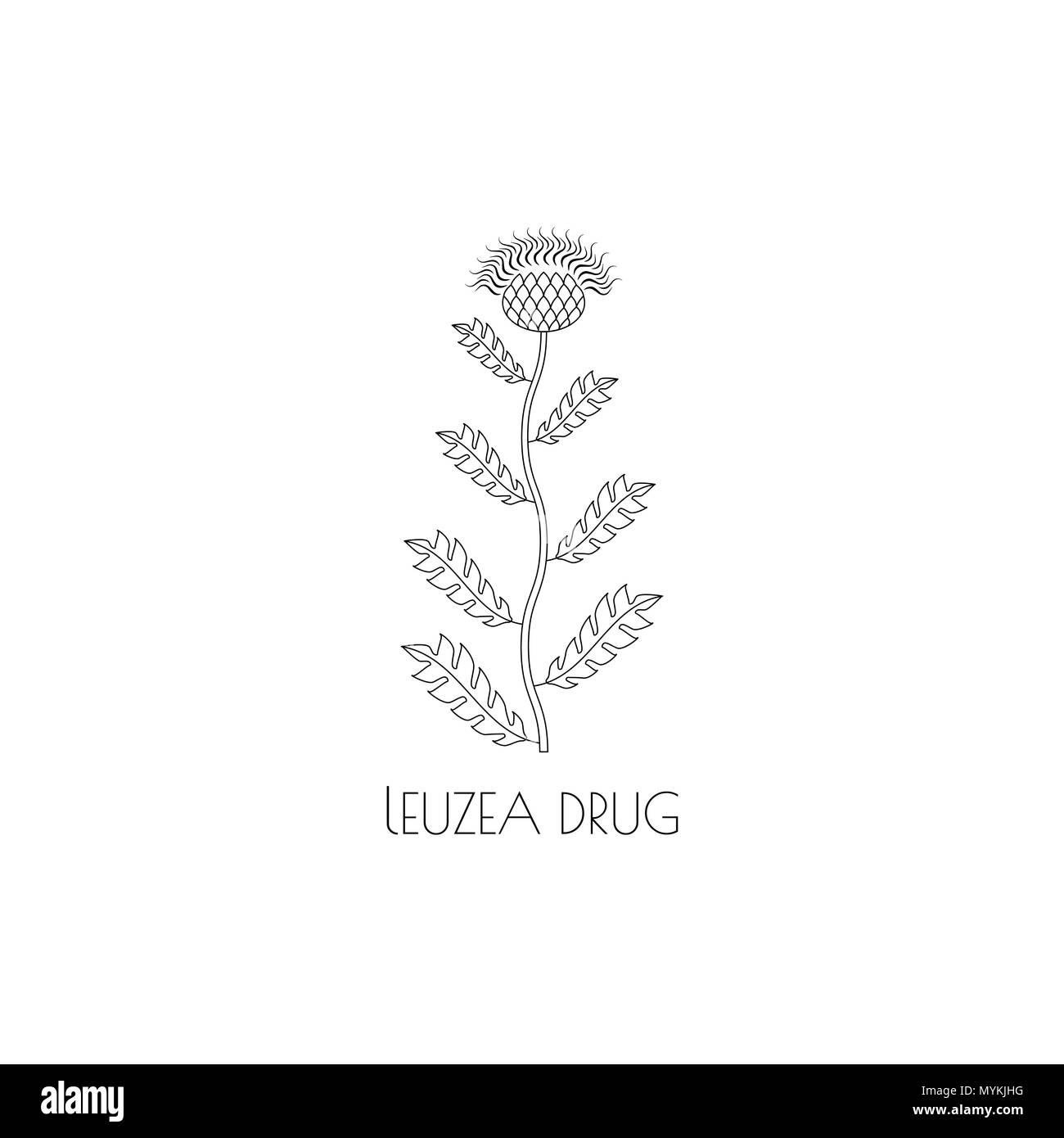 leuzea drug medicinal herb, contour icon isolated on white background Stock Vector