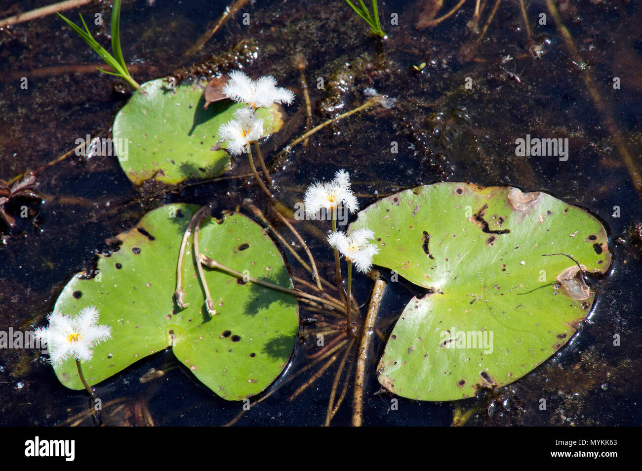 Siem reap Cambodia, nymphoides indica or water snowflake on the Jayatataka baray Stock Photo