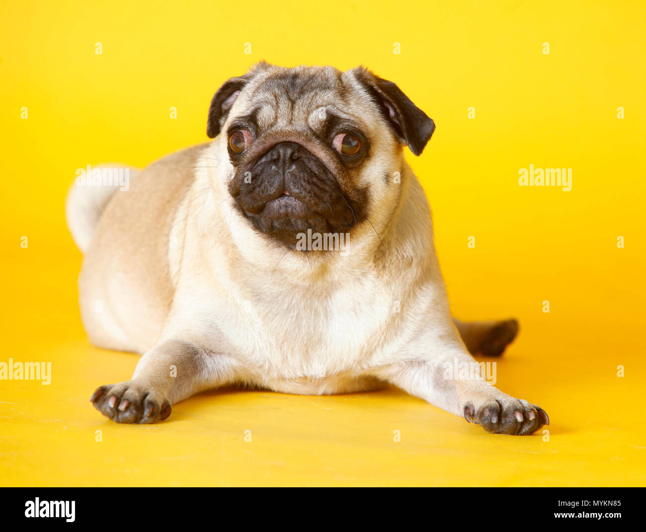pug dog with yellow background in studio Stock Photo Alamy