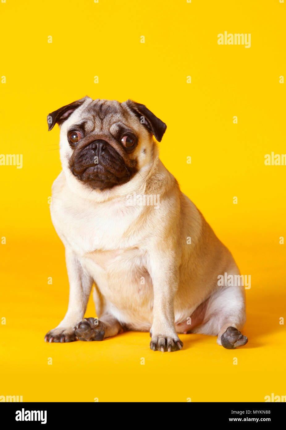 Porte-passeport Beware Crazy Pug Man – Rigolo Chien Carlin – Faux Cuir Noir