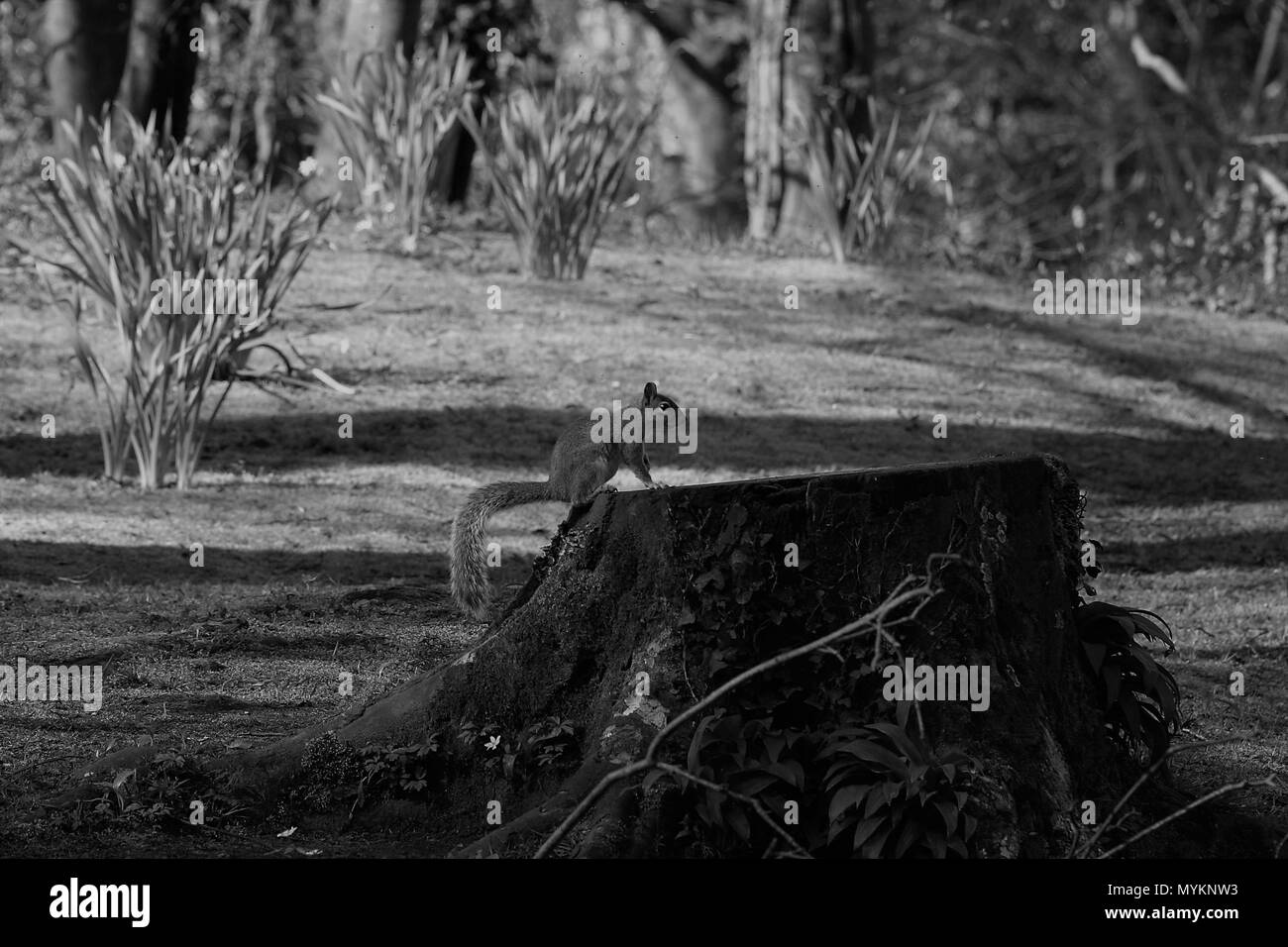 Squirrel on free stump, forest farm, Cardiff in black and white Stock Photo