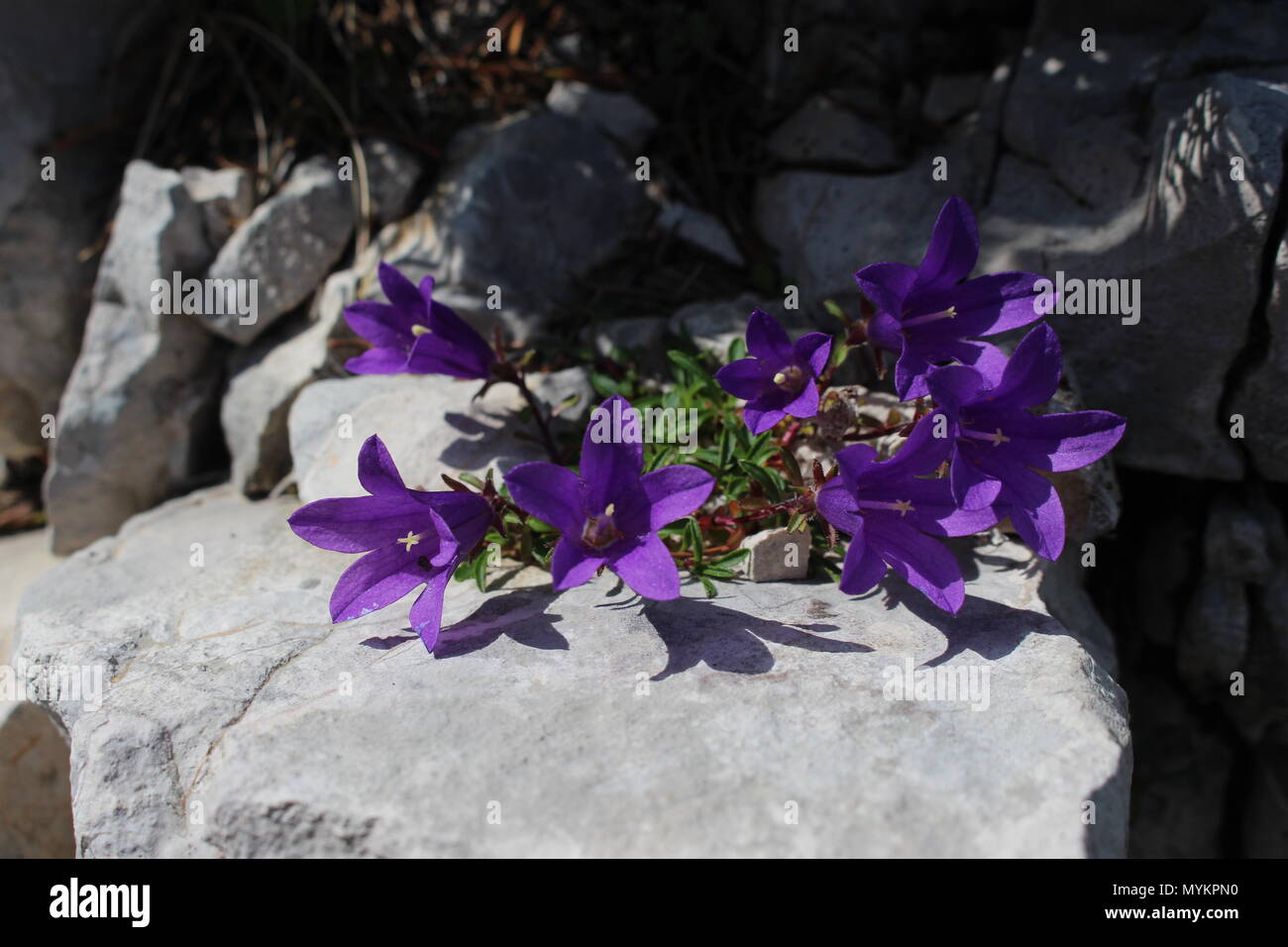 Edraianthus serpyllifolius on the rock Stock Photo