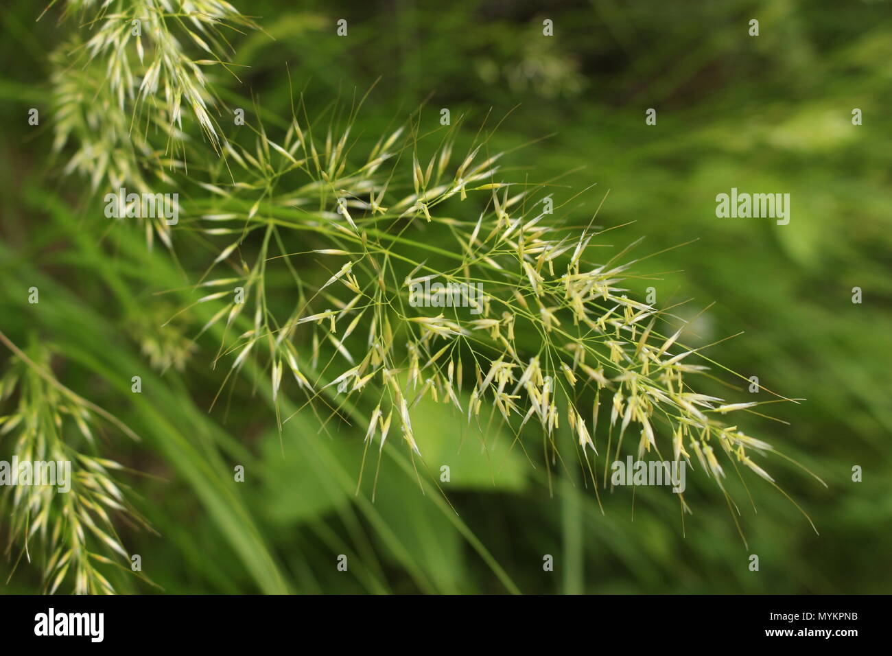 Flowers of spear grass (Achnatherum calamagrostis) Stock Photo