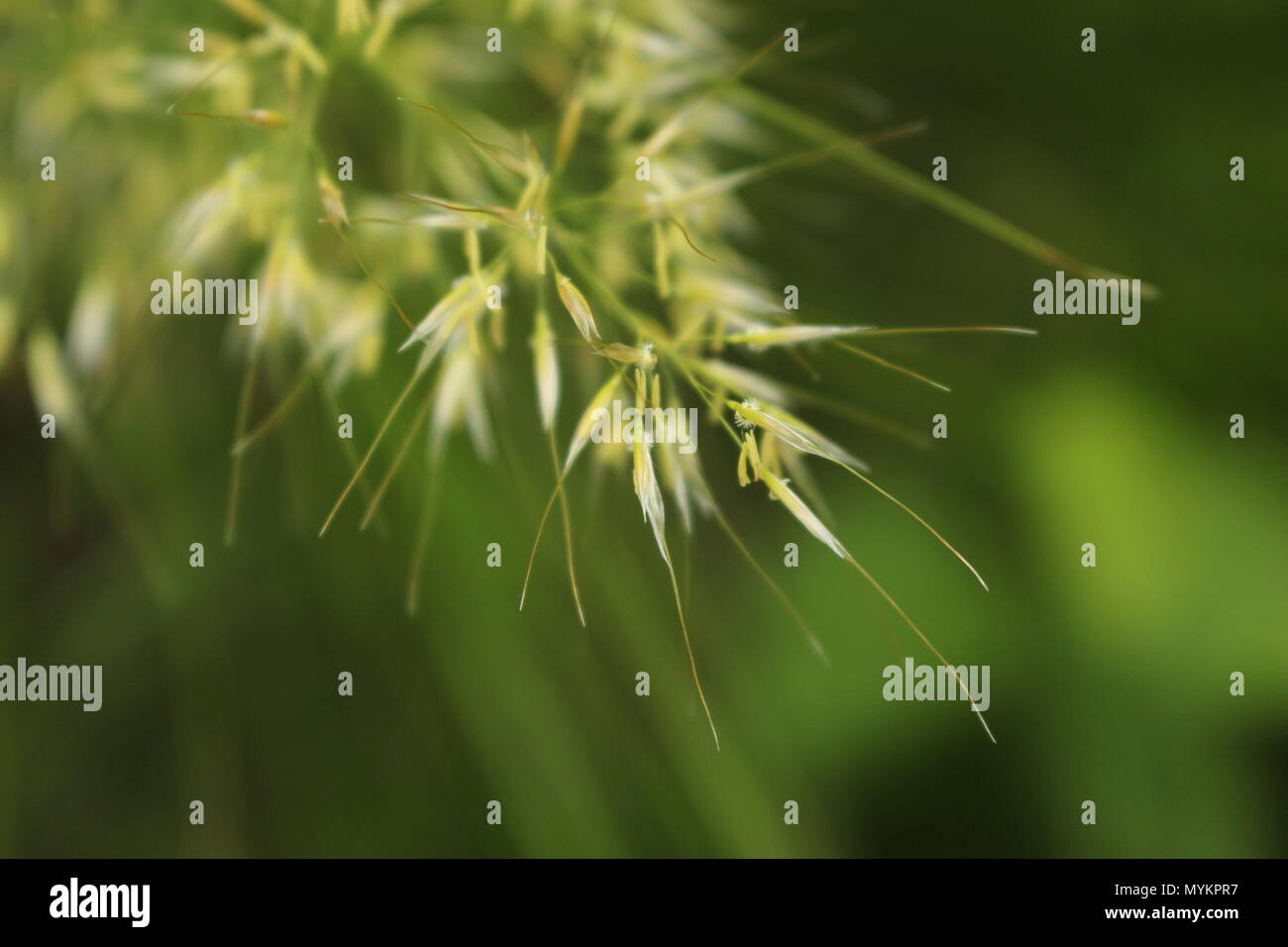 Flowers of spear grass (Achnatherum calamagrostis) Stock Photo