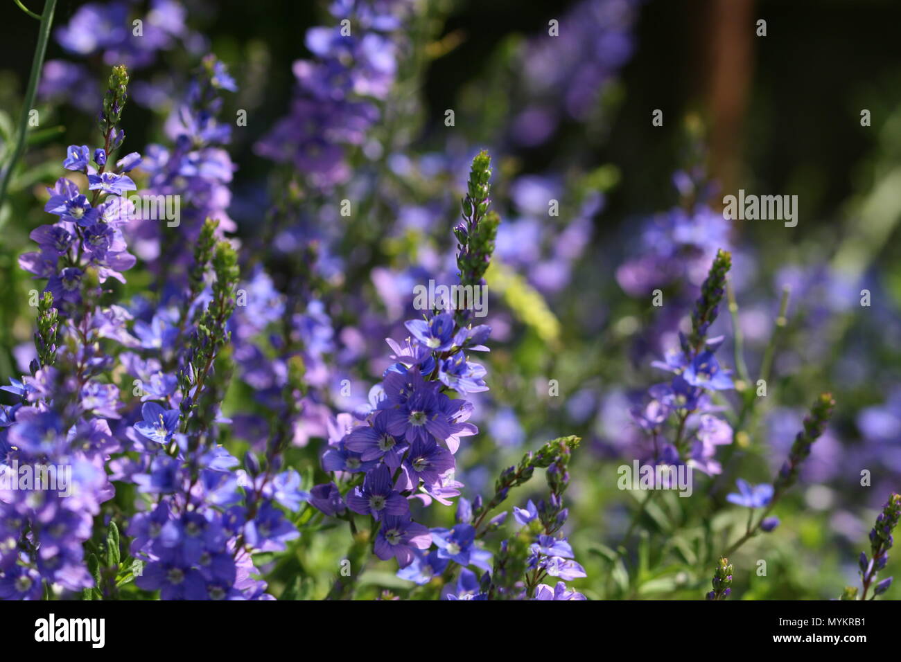 Veronica Blue flowers Stock Photo Alamy