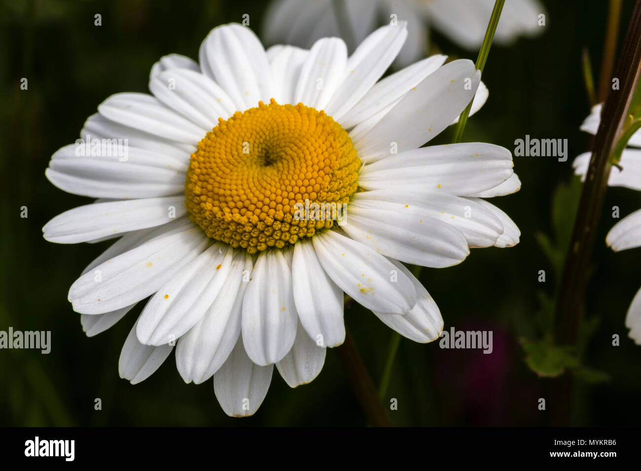 Daisy flowers growing wild in garden Stock Photo