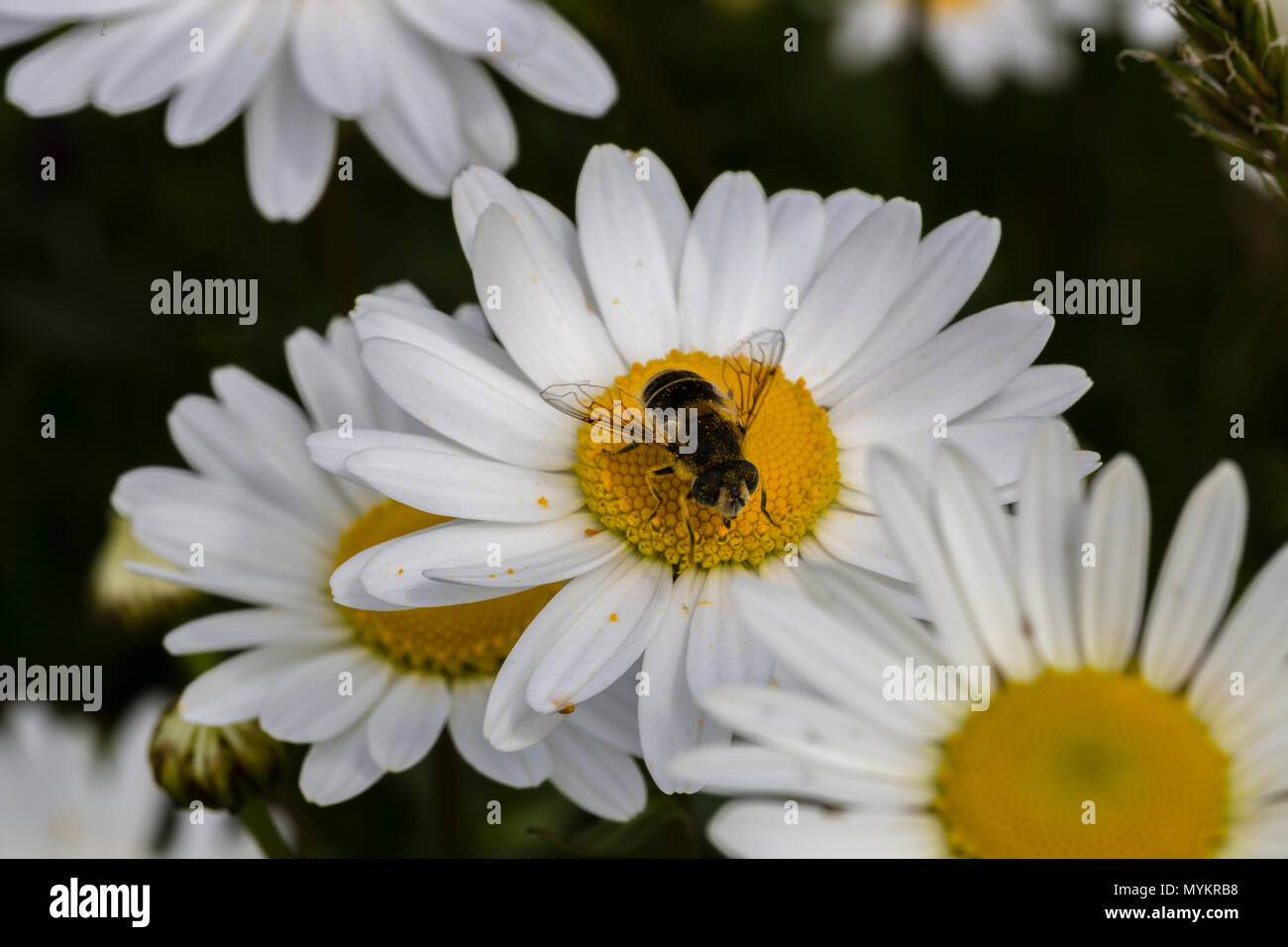 Daisy flowers growing wild in garden Stock Photo