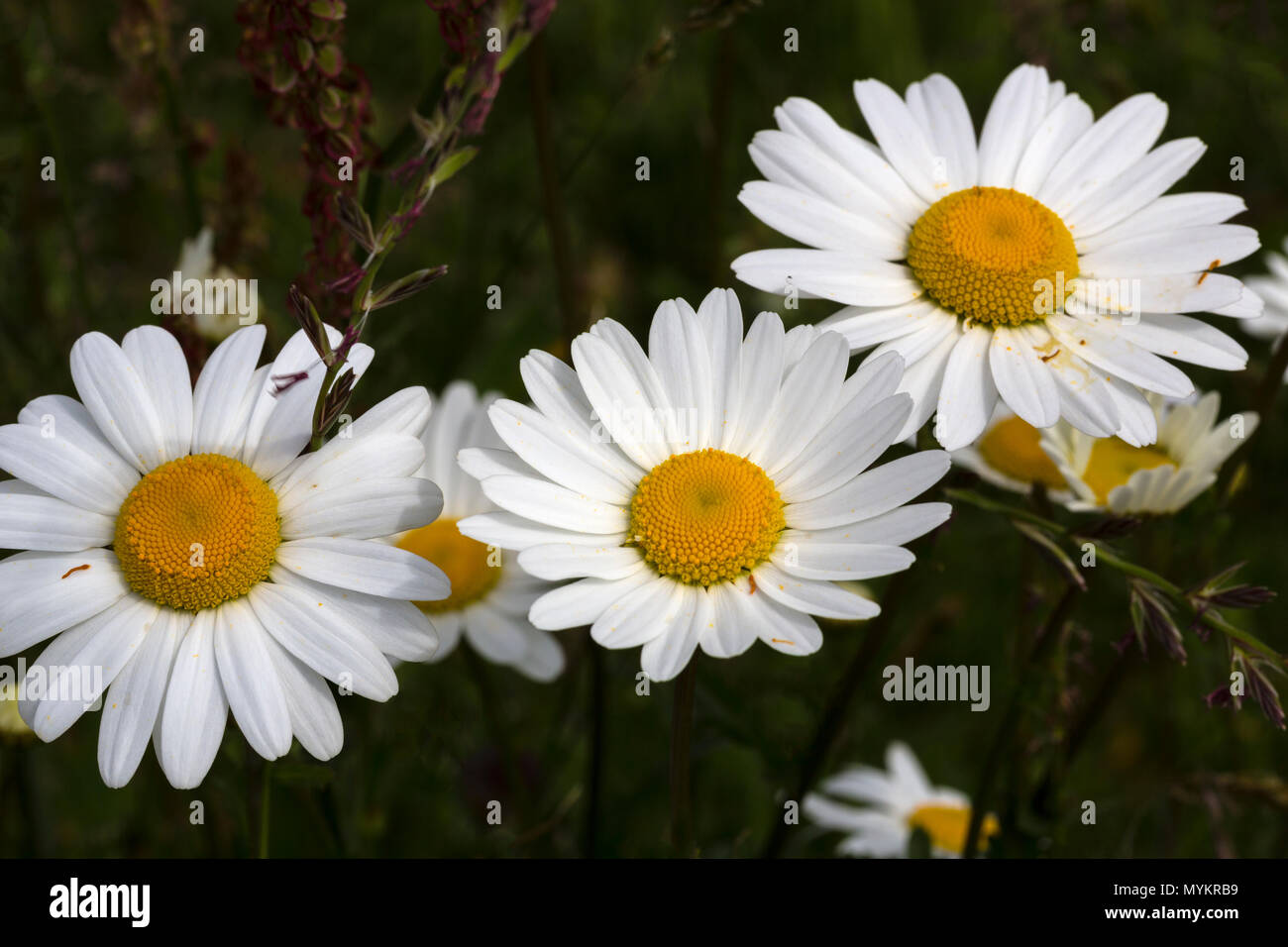 Daisy flowers growing wild in garden Stock Photo