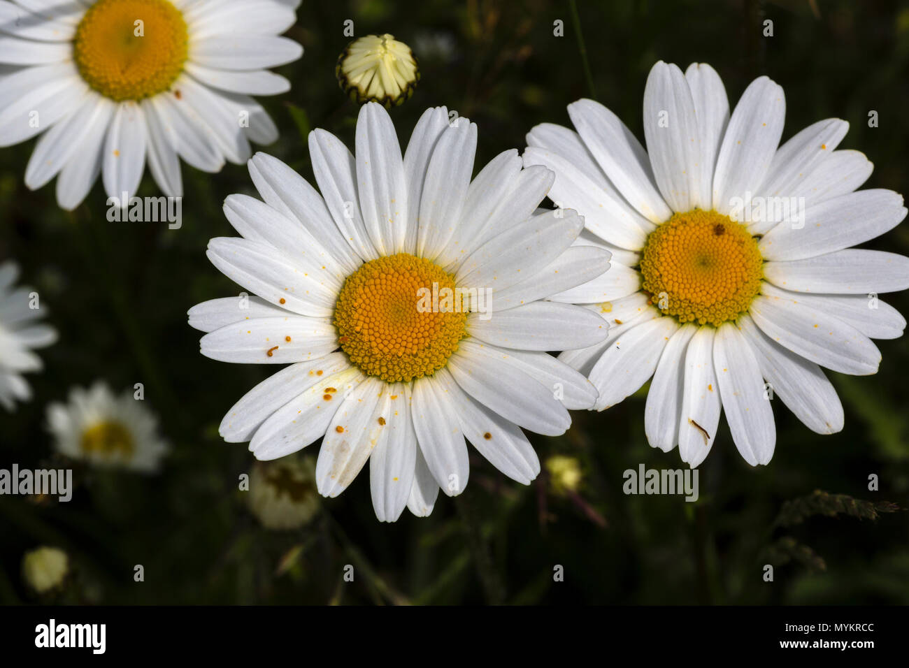 Daisy flowers growing wild in garden Stock Photo