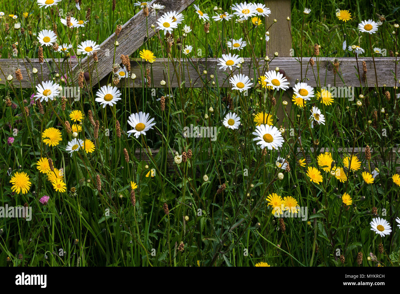 Dandelions and daisies by wooded garden gate Stock Photo