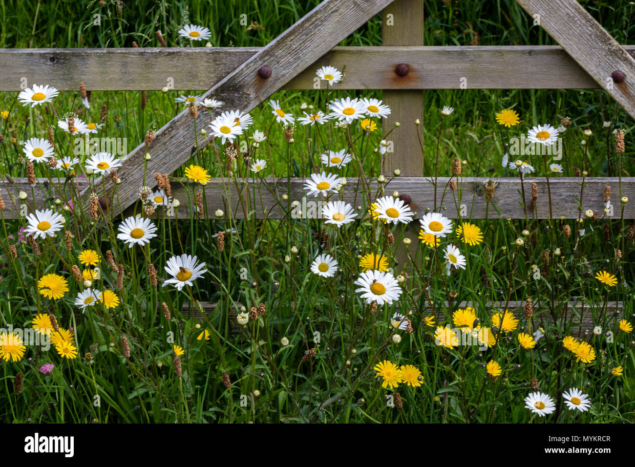 Dandelions and daisies by wooded garden gate Stock Photo