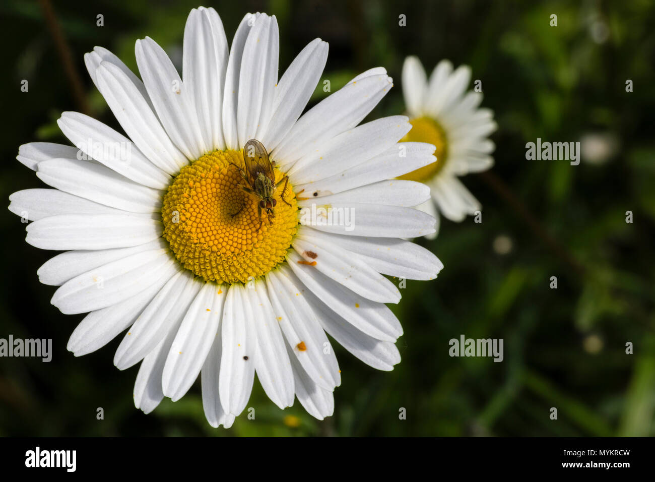 Daisy flowers growing wild in garden Stock Photo