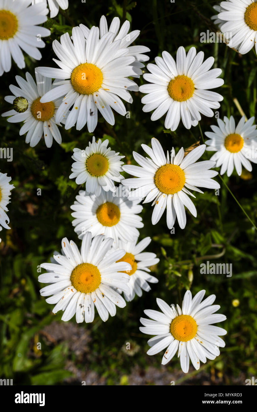 Daisy flowers growing wild in garden Stock Photo