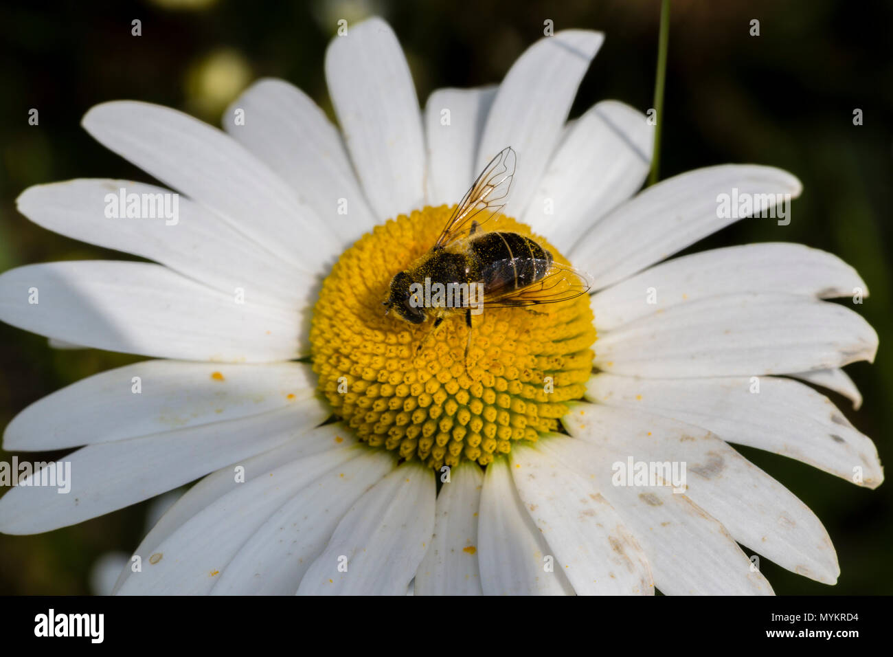 Daisy with bee growing wild in garden Stock Photo