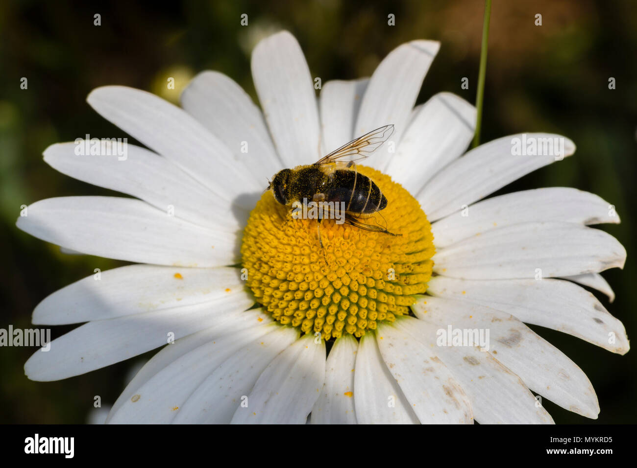 Daisy with bee growing wild in garden Stock Photo